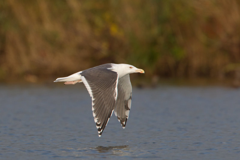 2013-10-17 grote mantel ijssel.jpg