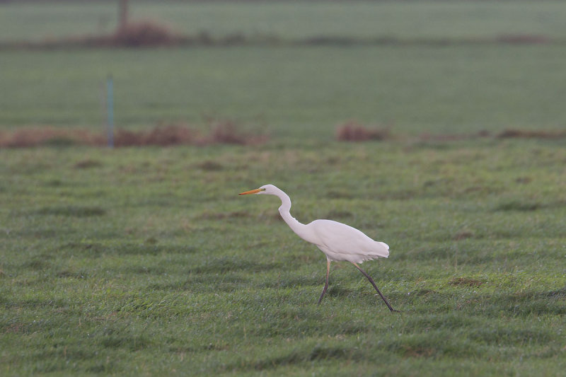 2013-10-30 mastenbroek grote zilver 1 fb.jpg