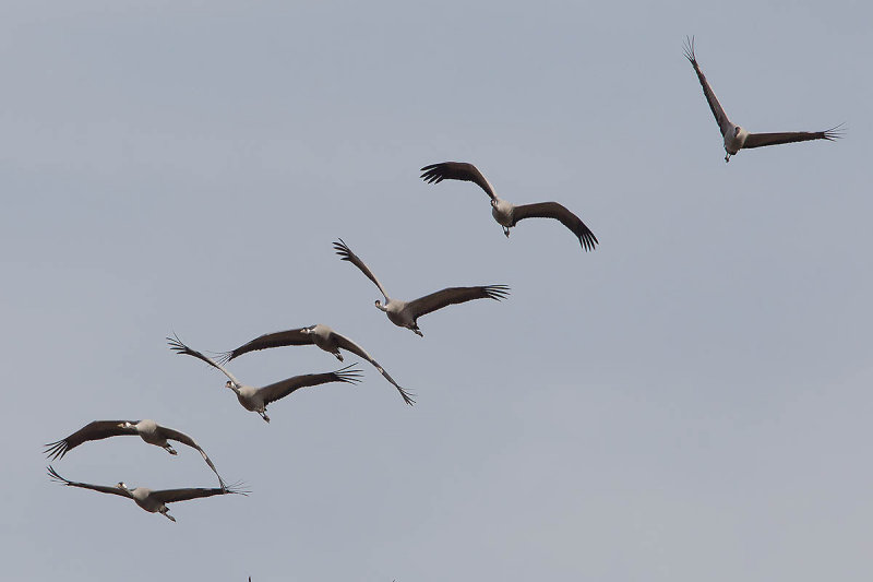 2013-10-31 diepholz kraanvogel 6 fb.jpg