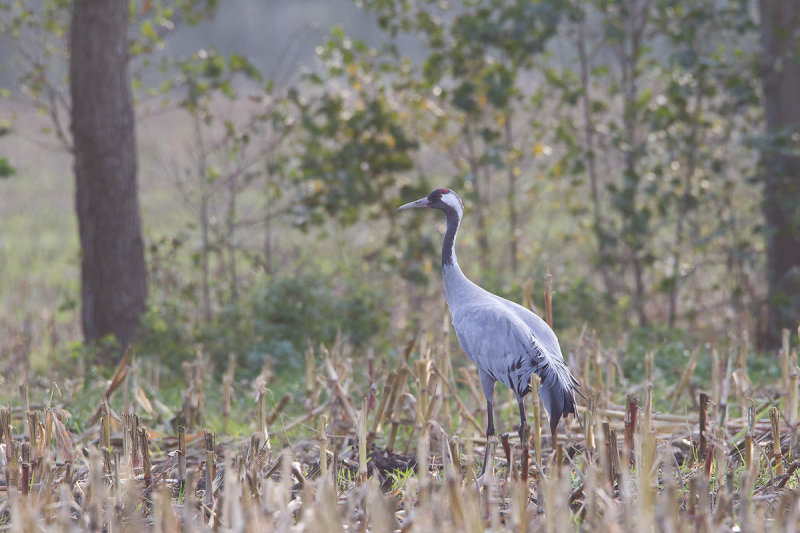 2013-10-31 diepholz kraanvogel 11 fb.jpg