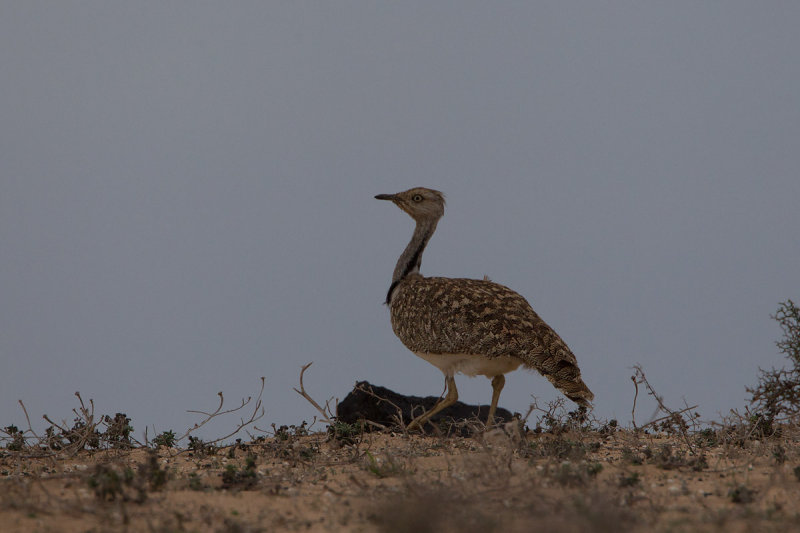 2013-11-12 kraagtrap lanzarote 2.jpg