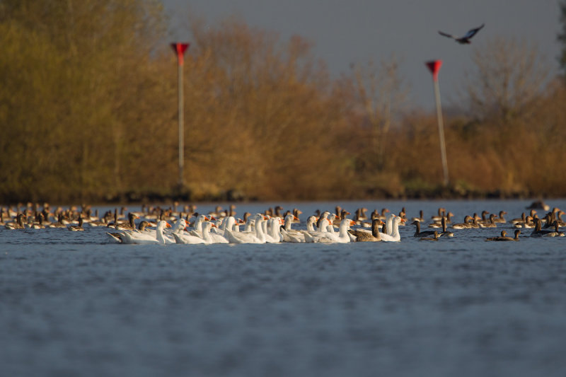 2013-11-23 boerengans ijssel.jpg