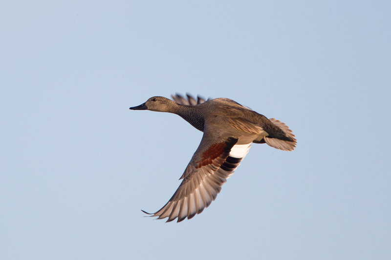 2013-11-23 krakeend ijssel.jpg