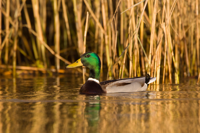 2013-11-23 wilde eend ijssel.jpg