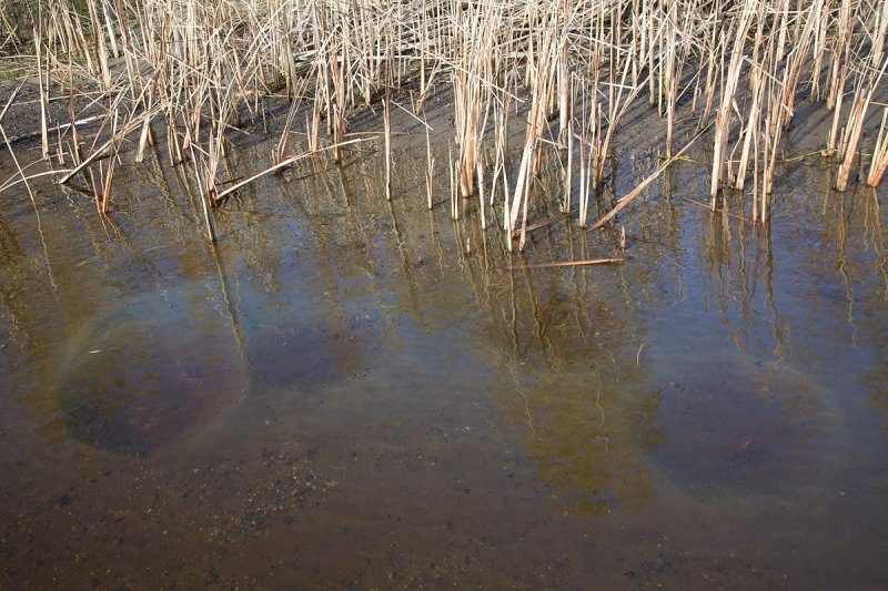 2013-11-24 knobbelzwaan sporen ijm.jpg