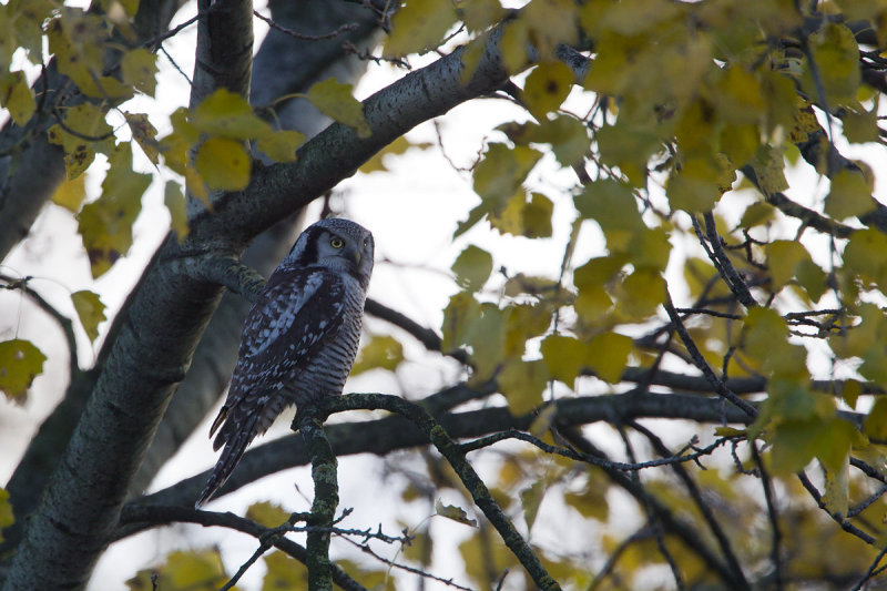 2013-11-25 sperweruil zwolle 6.jpg