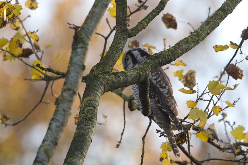 2013-11-25 sperweruil zwolle 9.jpg
