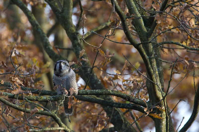 2013-11-25 sperweruil zwolle 10.jpg