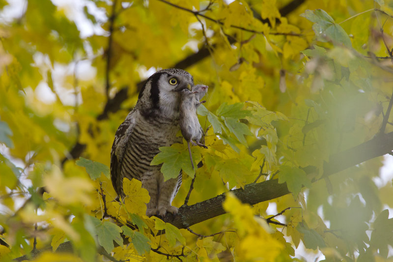 2013-11-26 sperweruil zwolle.jpg