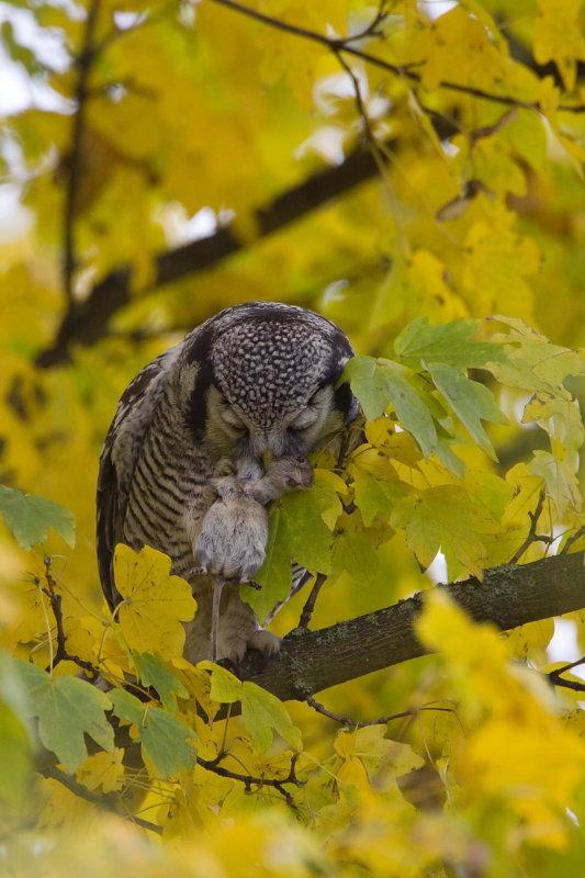 2013-11-26 sperweruil zwolle 2.jpg