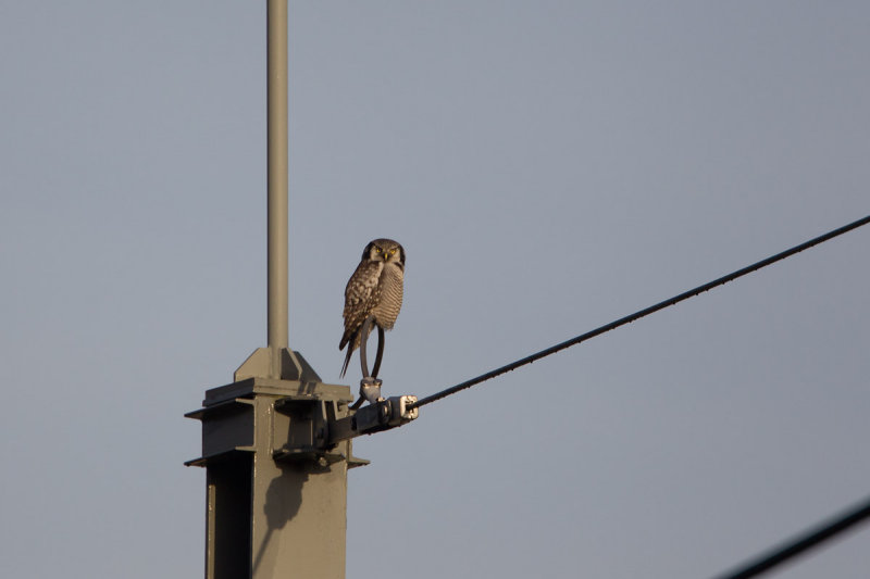 2013-12-03 sperweruil zwolle 5.jpg