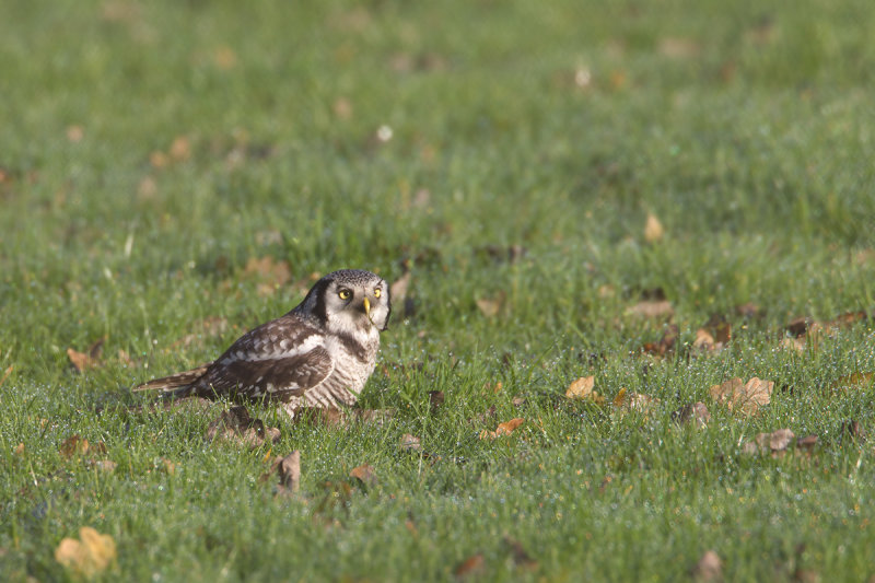 2013-12-03 sperweruil zwolle 13.jpg