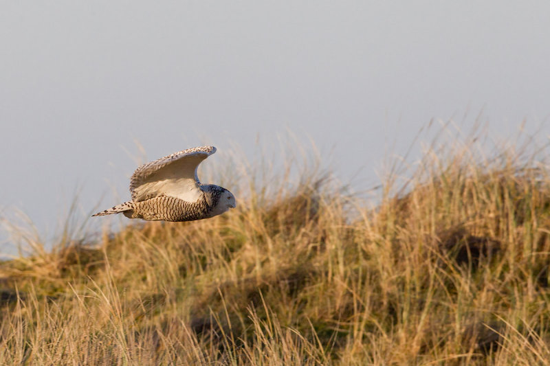 2014-02-01 vlieland sneeuwuil 10.jpg