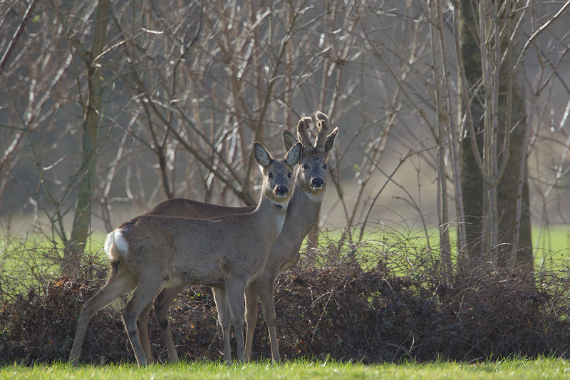 2014-02-16 grijpskerk ree 2.jpg
