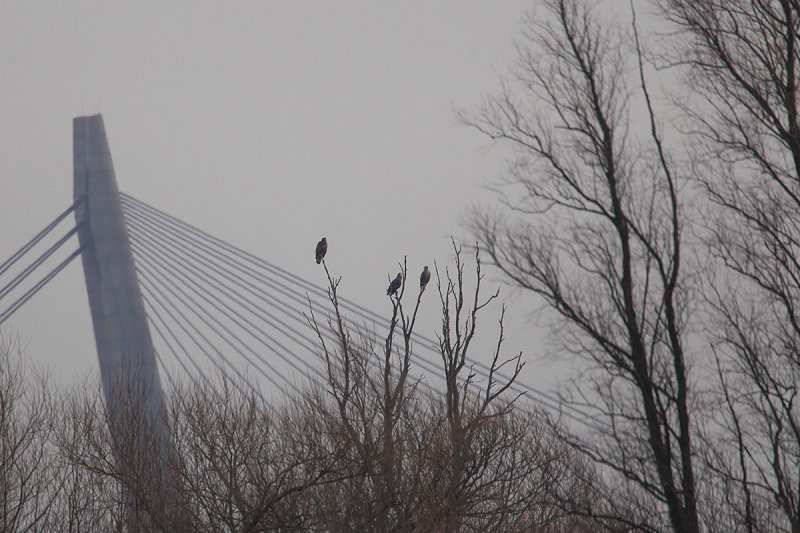 2014-02-17 ijsselmonding zeearend 3.jpg