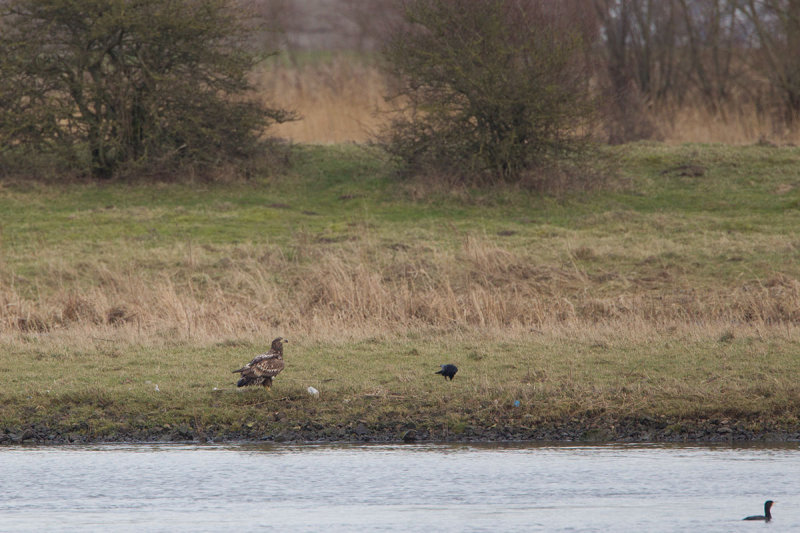 10-02-2014 zeearend vreugderijkerwaard 4.jpg