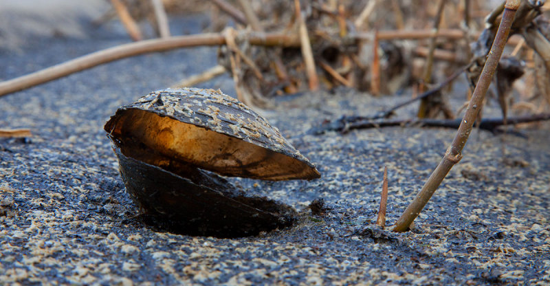 2014-02-17 ijsselmonding mossel.jpg