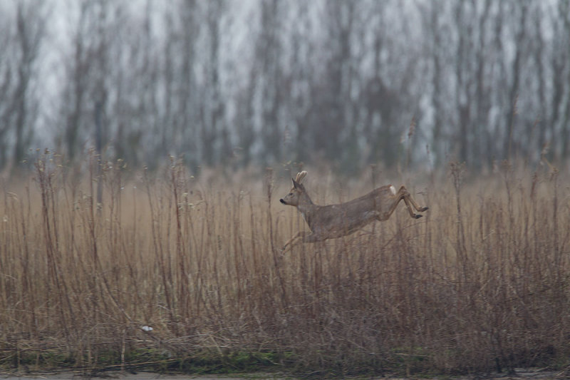 2014-02-17 ijsselmonding ree.jpg