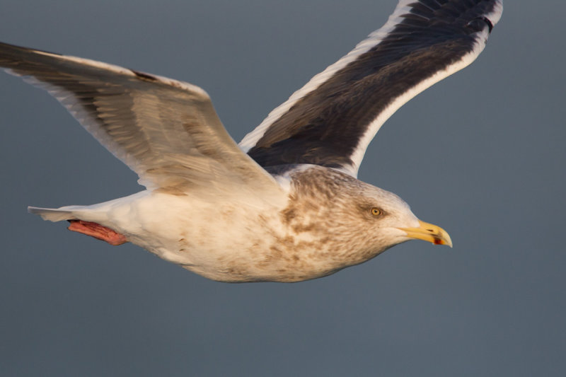 2014-03-03 slaty backed gull 2.jpg
