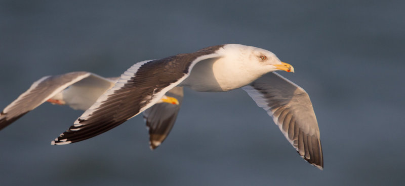 2014-03-03 slaty backed gull 4.jpg
