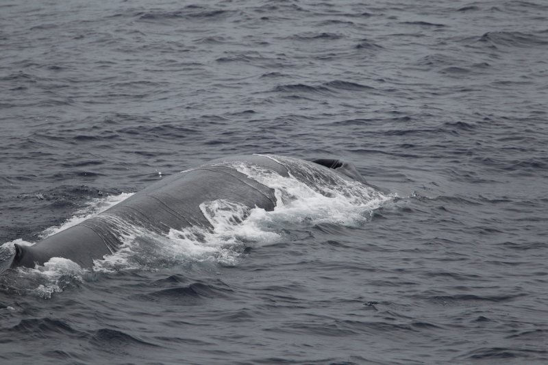 2014-03-28 blauwe vinvis srilanka 1.jpg