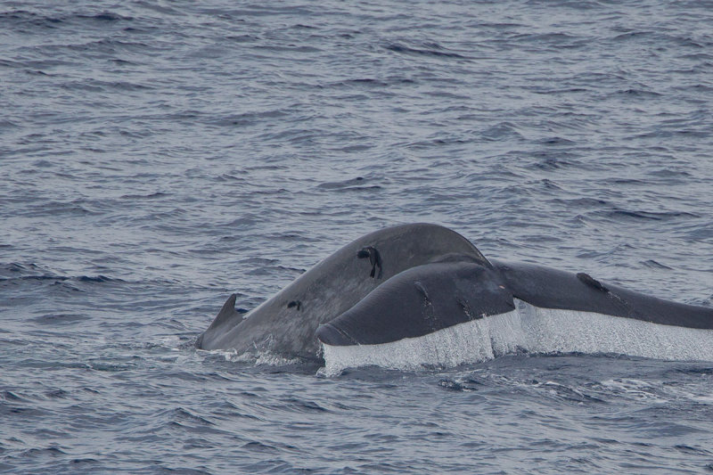 blauwe vin vis indische oceen 2014-05-02.jpg