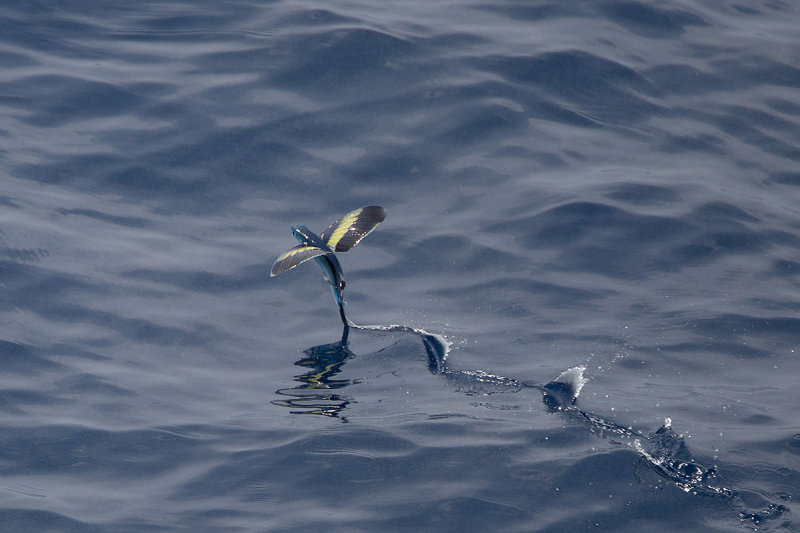 vliegende vis indische oceen 2014-05-02.jpg