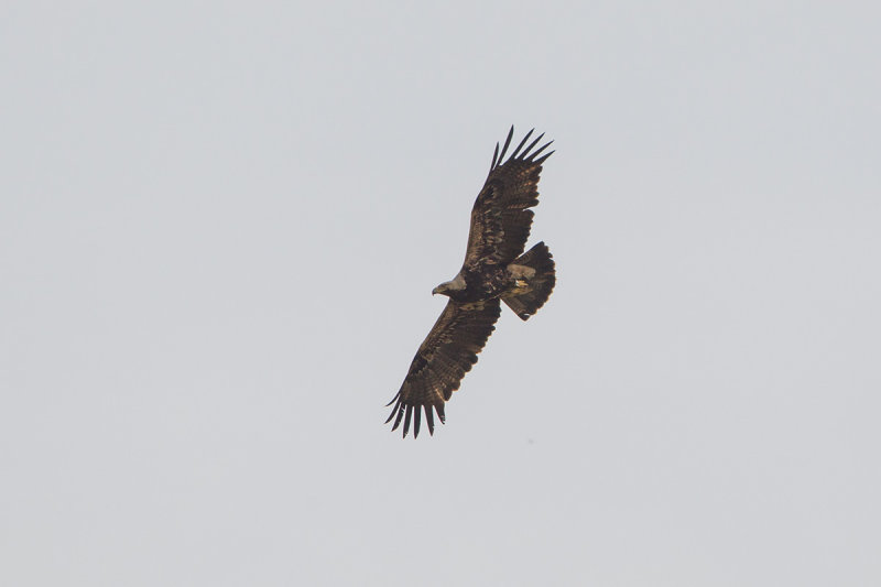 keizerarend 22-05-2014 3.jpg