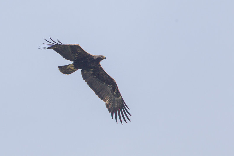 keizerarend 22-05-2014 4.jpg