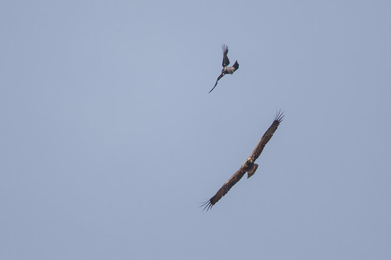 keizerarend 22-05-2014 5.jpg