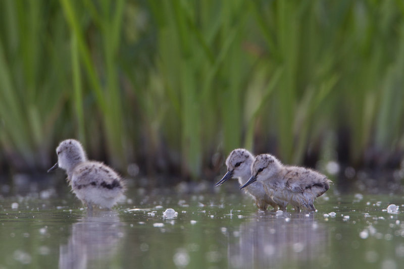 2014-06-23 kluut friesland 5.jpg