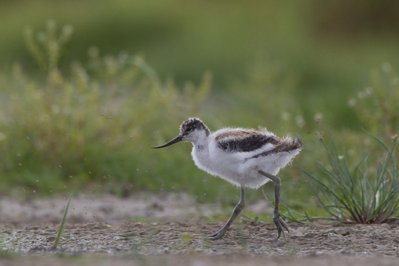 2014-06-23 kluut friesland 8.jpg