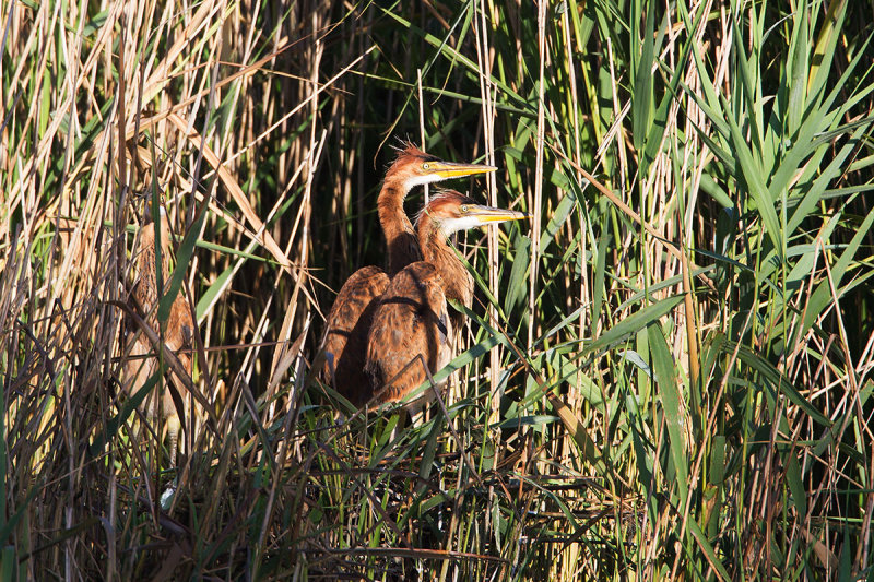 2014-06-13 purperrs overijssel 2.jpg