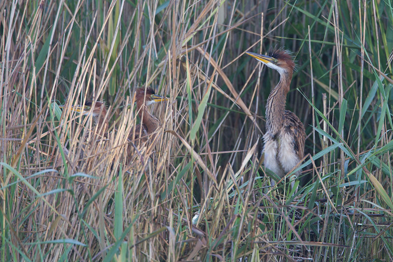 2014-06-13 purperrs overijssel.jpg