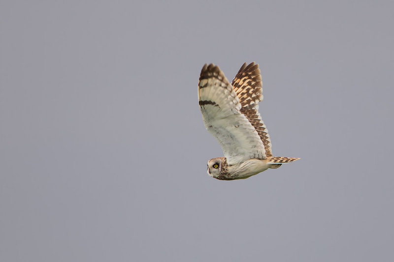 20141-06-18 velduil.jpg