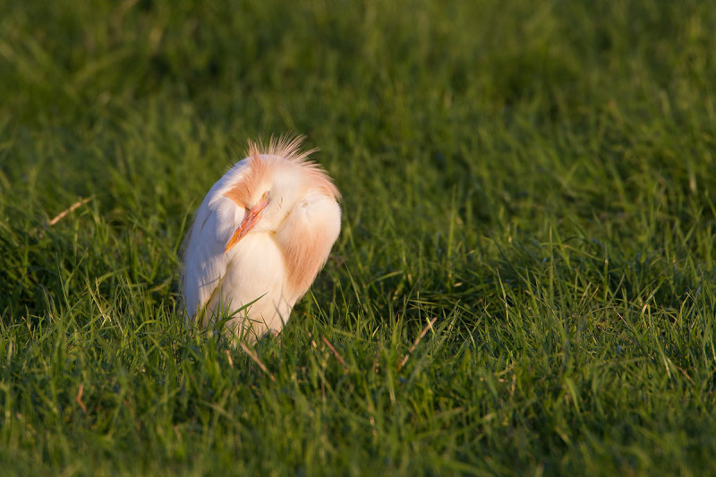 2014-06-12 koereiger mastenbroek 3.jpg