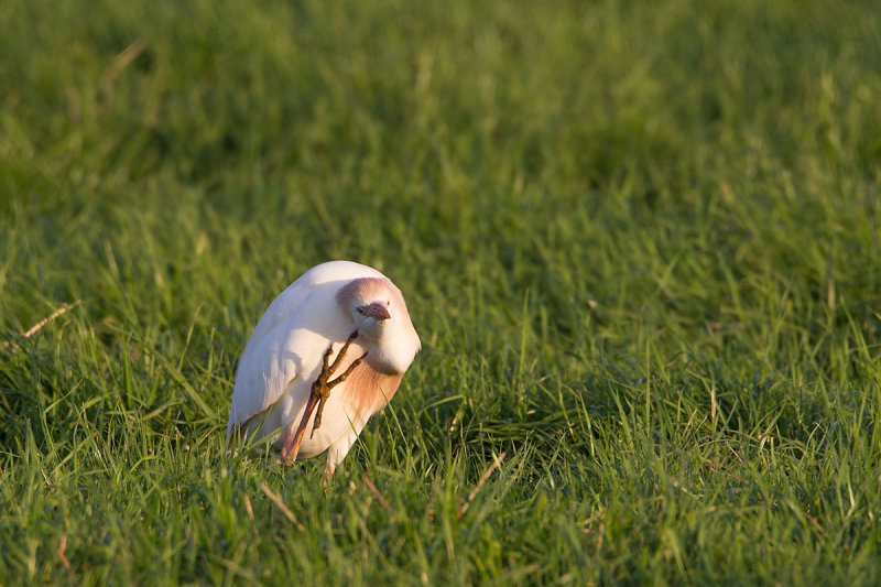 2014-06-12 koereiger mastenbroek.jpg