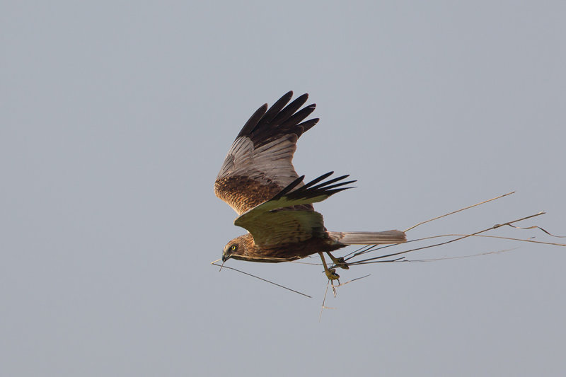 22-05-2014 bruine kiek.jpg