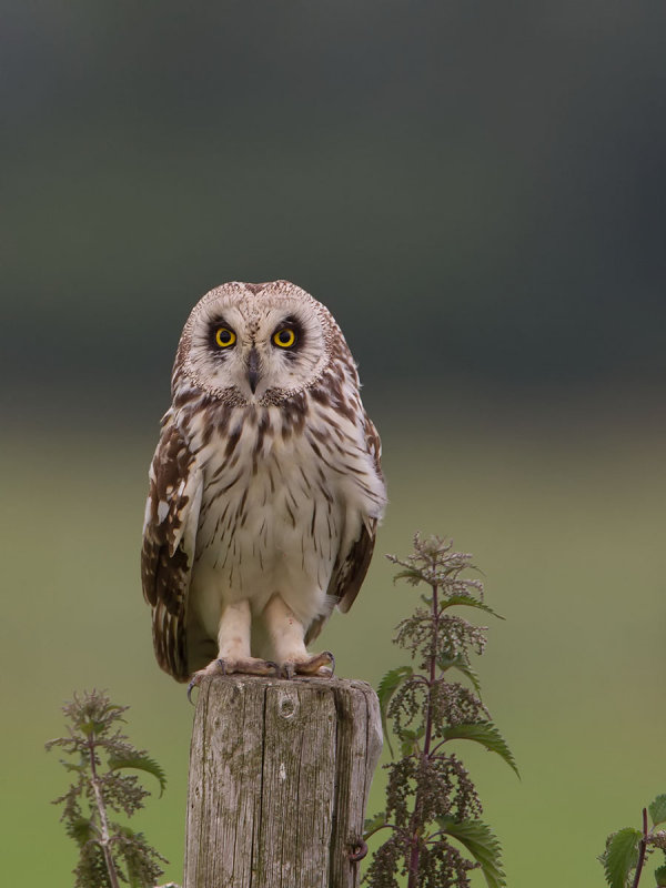 2014-06-20 velduil.jpg