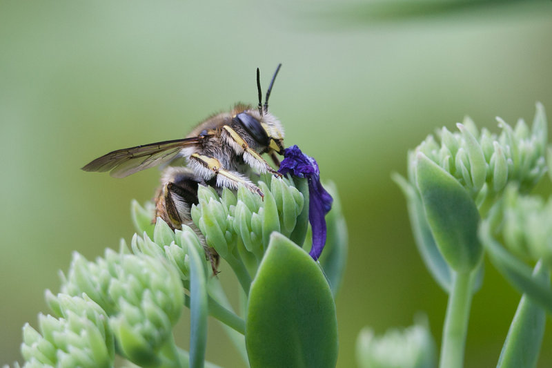 2014-06-27 bij tuin 10.jpg