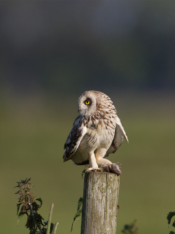 2014-07-01 velduil 3.jpg