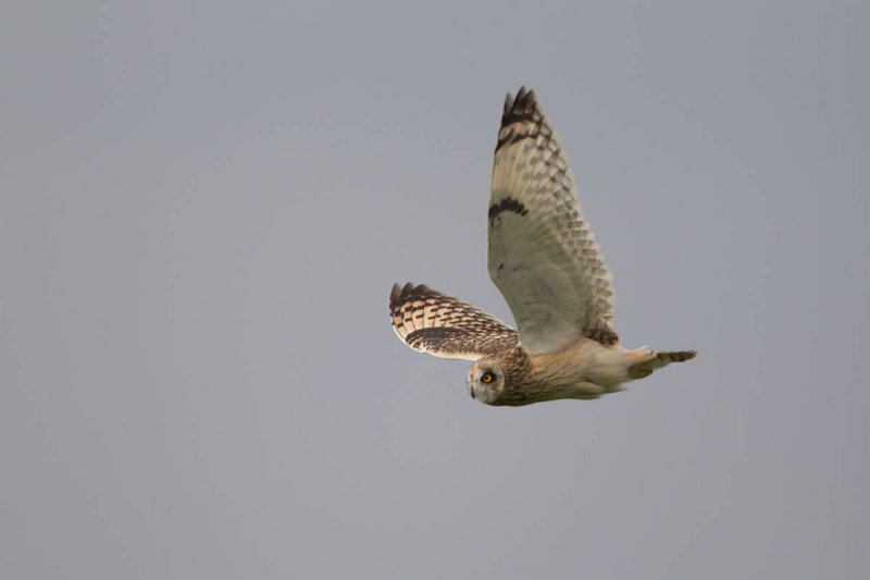 2014-09-09 velduil mastenbroek 2.jpg