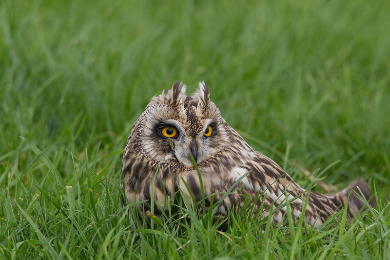 2014-09-09 velduil mastenbroek 3.jpg