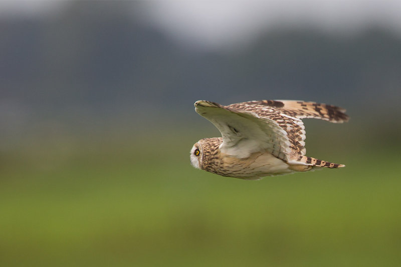 2014-09-09 velduil mastenbroek 6.jpg