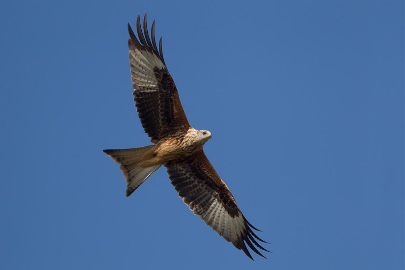 2014-09-20 rode wouw duitsland 3.jpg