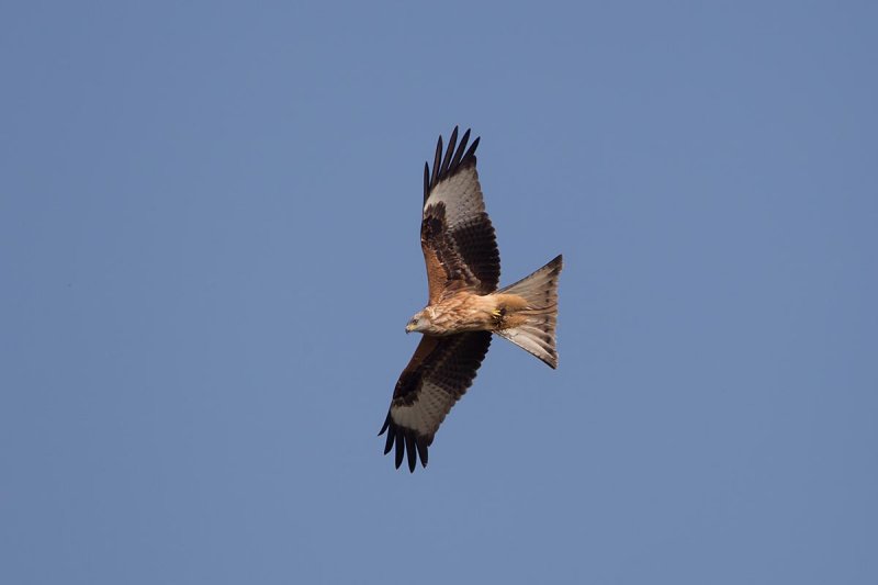 2014-09-20 rode wouw duitsland.jpg