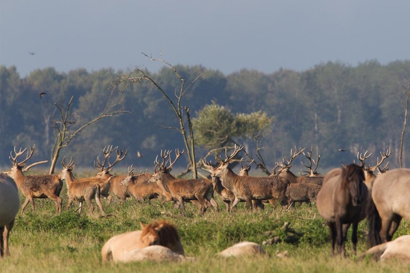 2014-09 edelhert flevoland 5.jpg