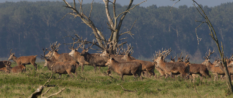 2014-09 edelhert flevoland.jpg