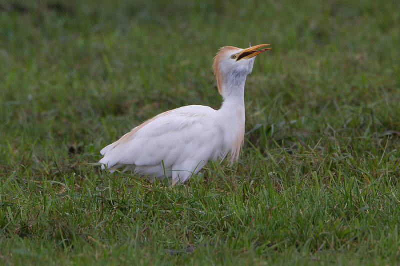 2014-09-26 koereiger mastenbroek 5.jpg