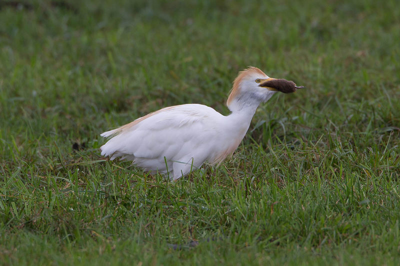 2014-09-26 koereiger mastenbroek 4.jpg